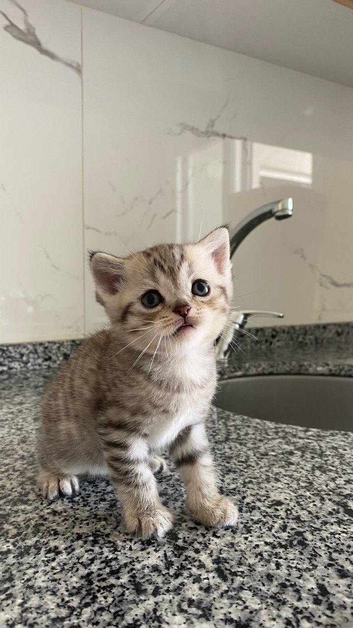 Silver Classic Tabby British Shorthair Erkek 789208