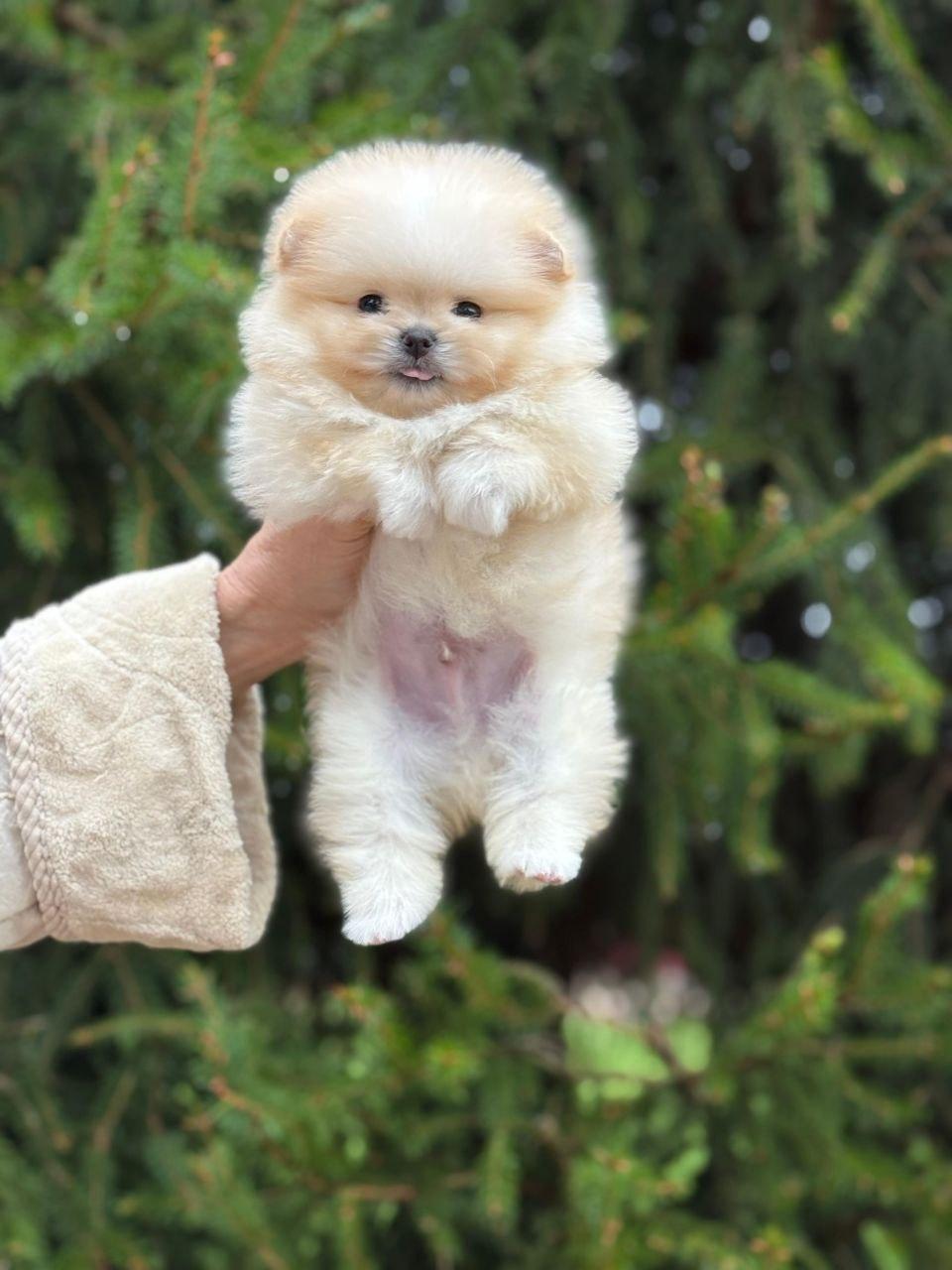 Pomeranian Boo Yavrularımız | Petcim.com - 1331202