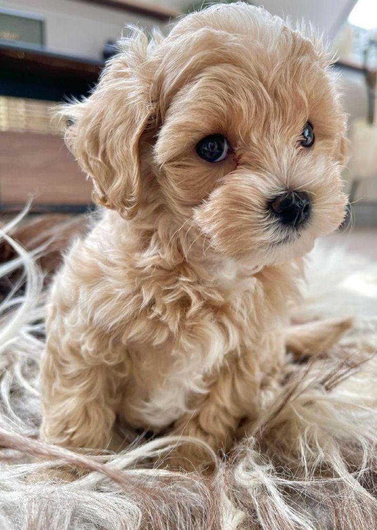 Maltipoo f2 sales