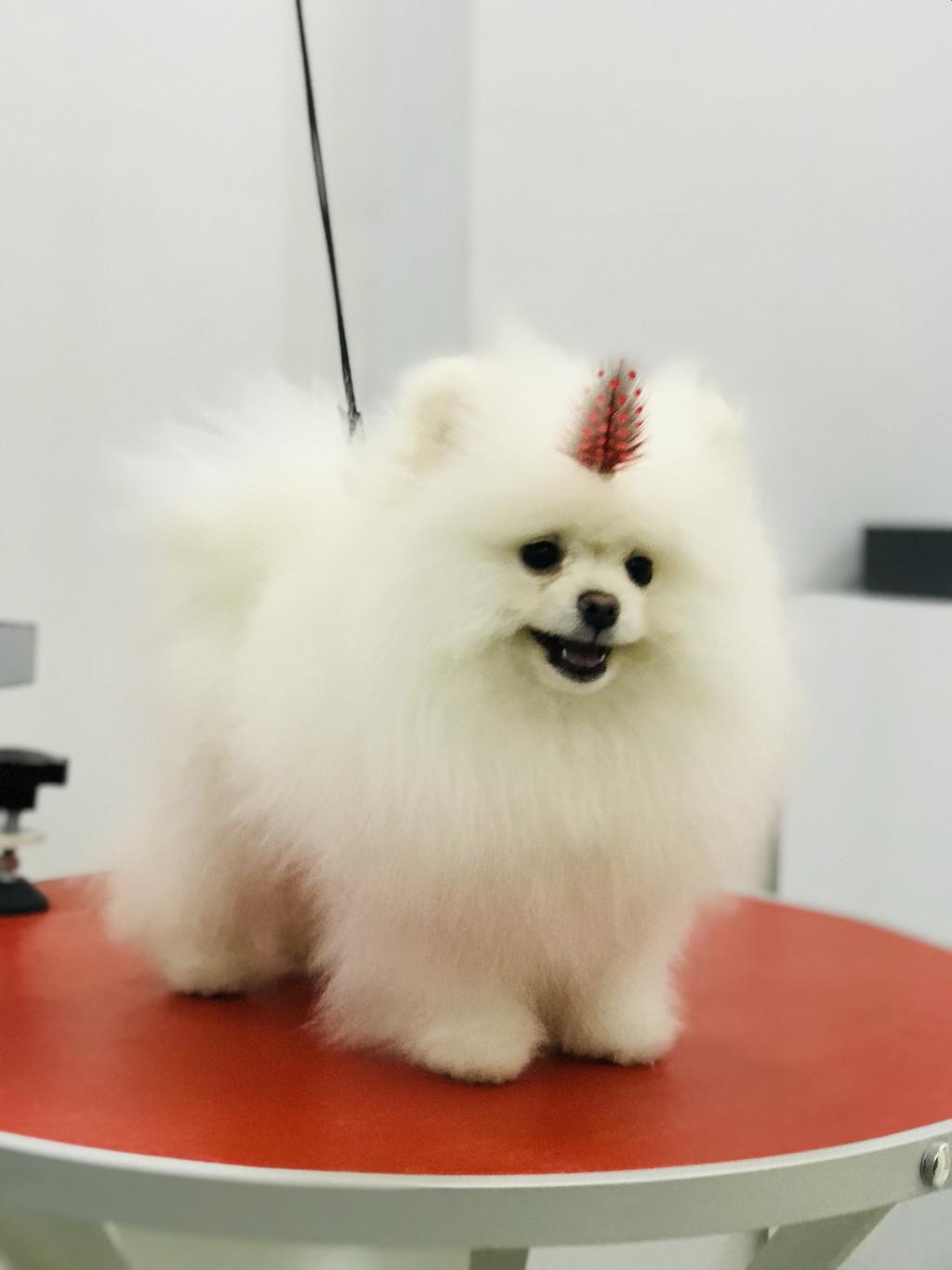 köpek şampuanı