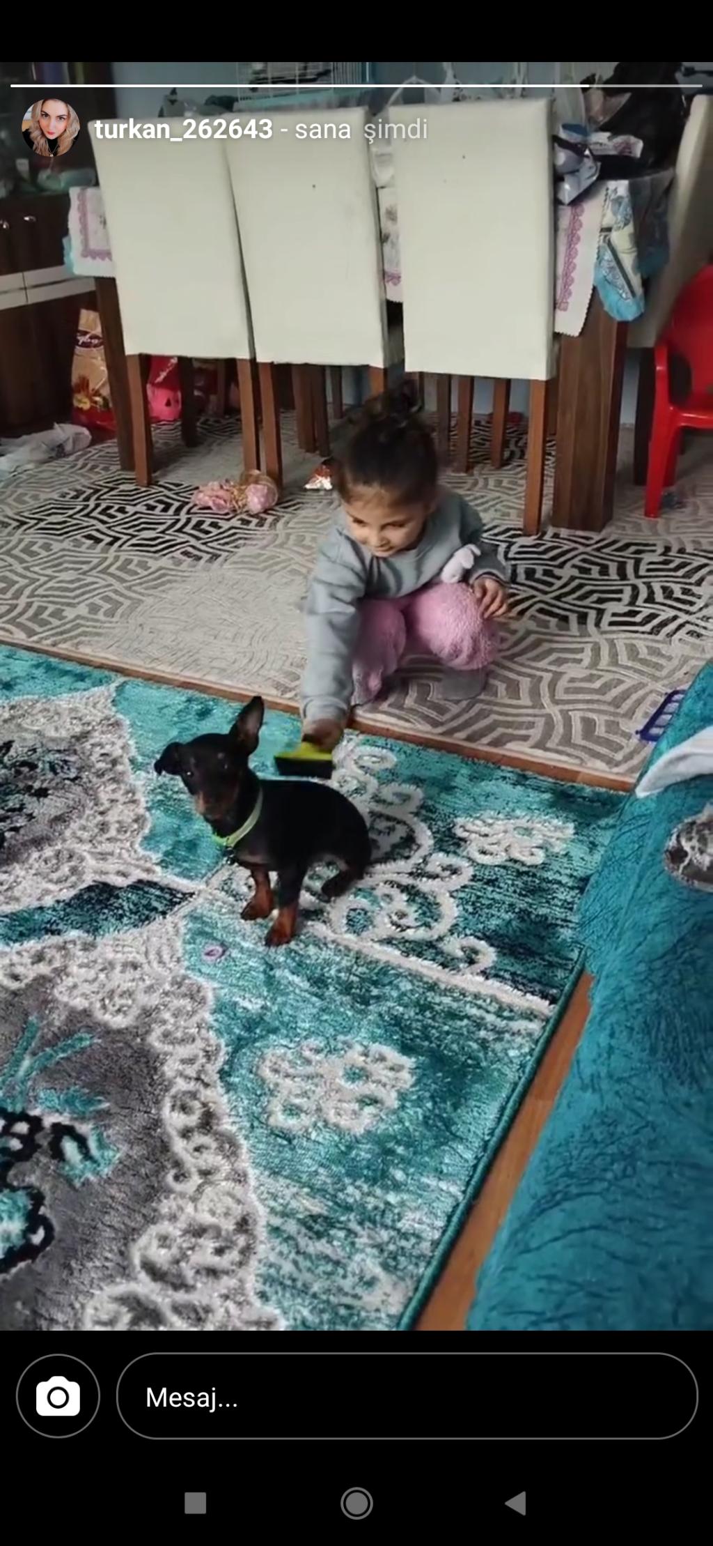 Yavru Pinscher 972367