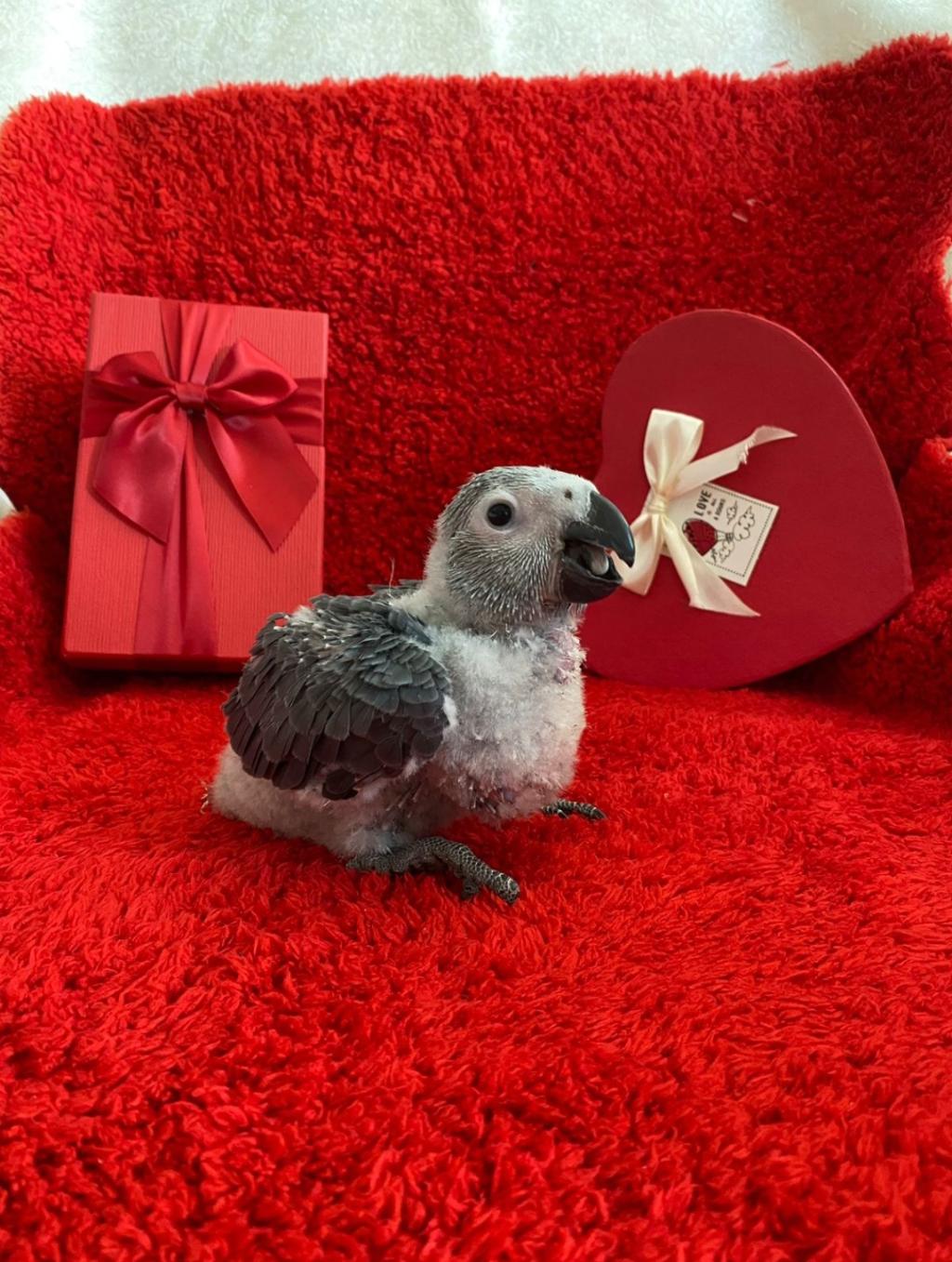 Jako Parrot Papağanımız 714996