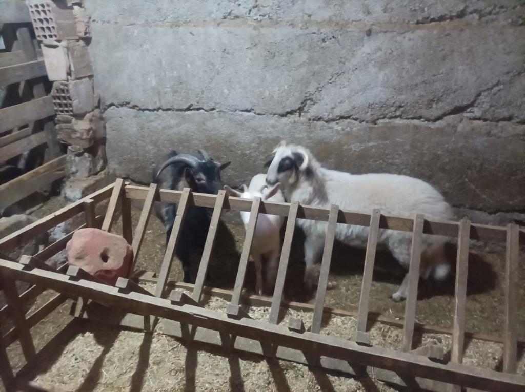 Cüce Keçi | Petcim.com - 771644