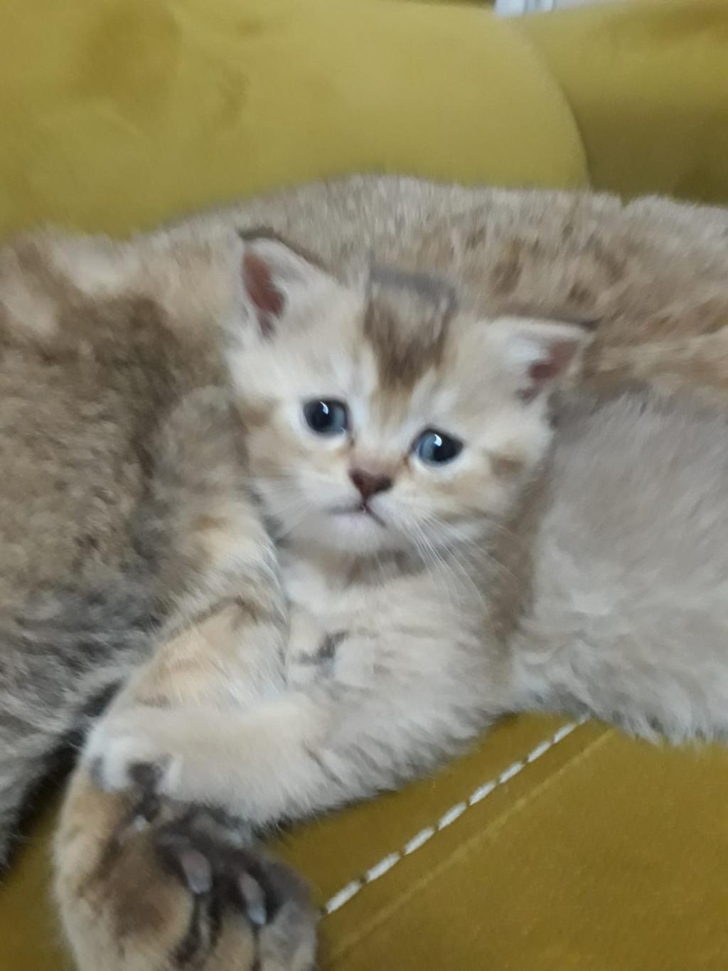 British Longhair 922635