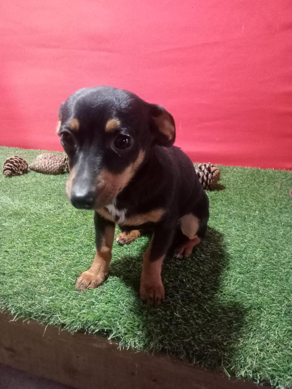 Pinscher Erkek Yavru 4 Aylık 919616