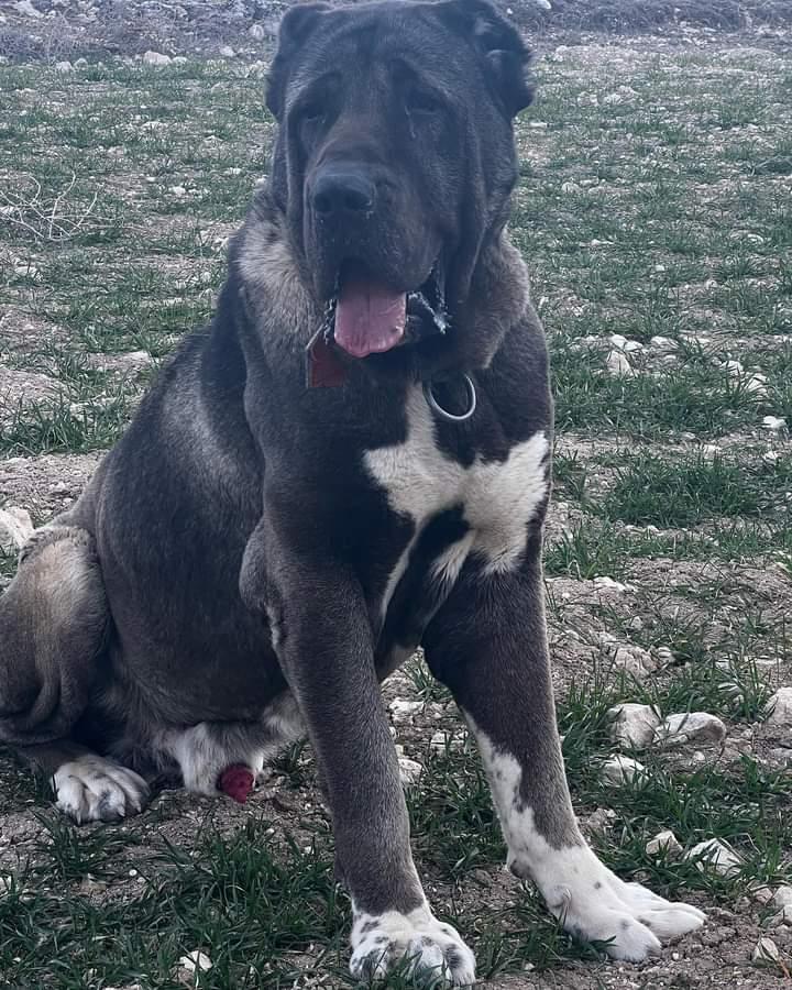 şahin k baldız