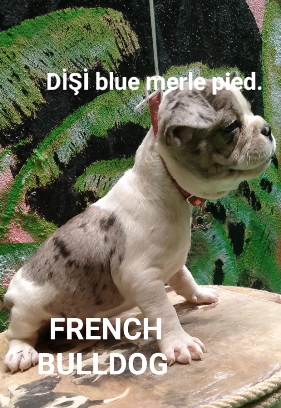 Scrli Babadan Di i Blue Merle Pied French Bulldog Petcim