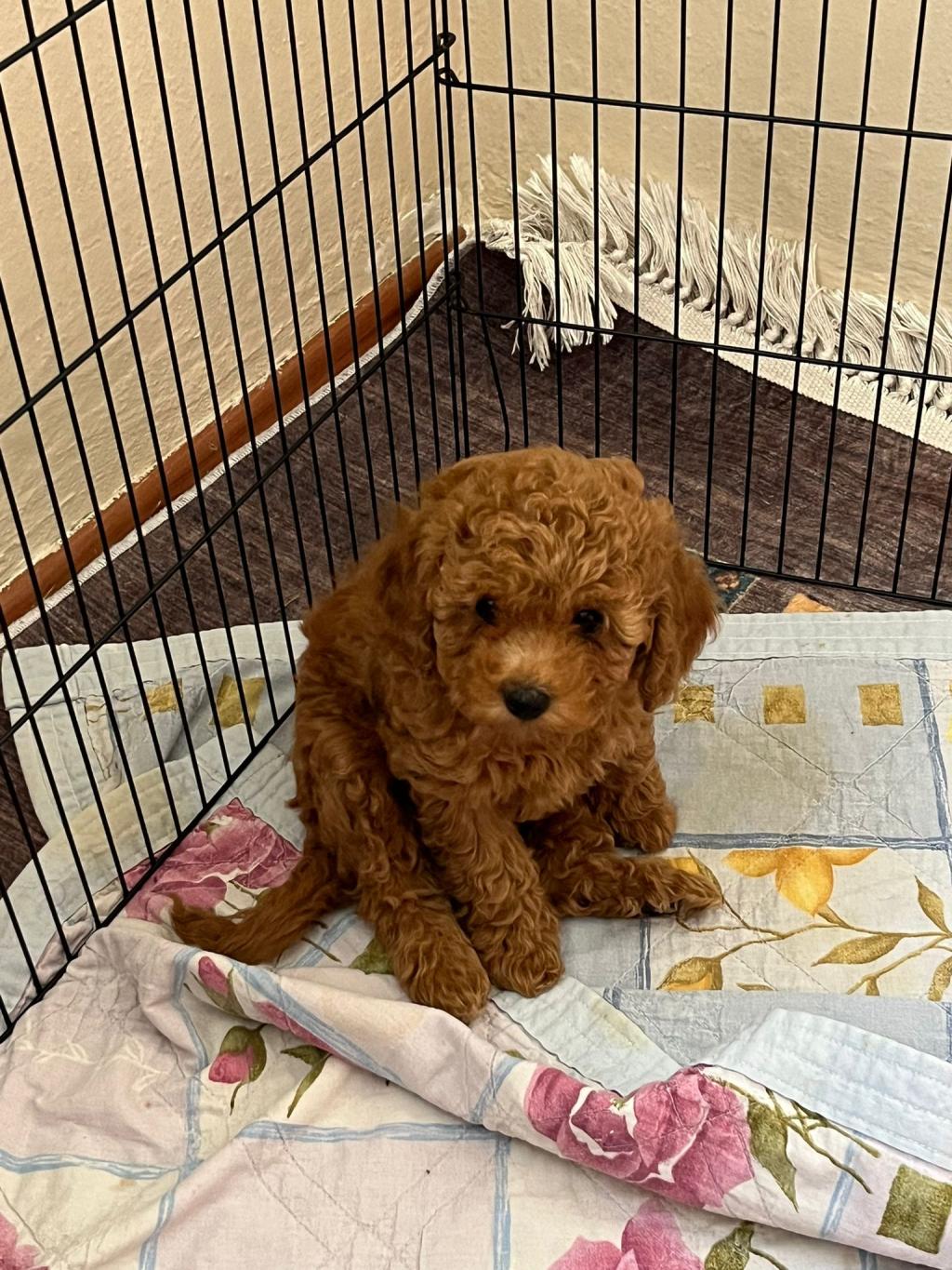 Toy Poodle Yavrularımız | Petcim.com - 1161981