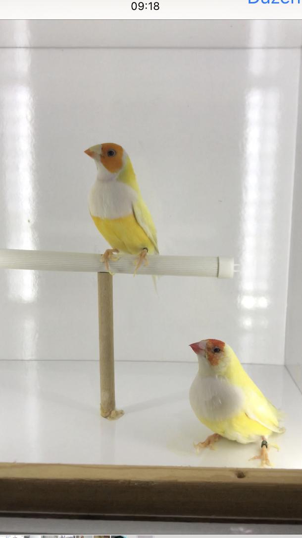 Golden Finch İspinoz | Petcim.com - 745774