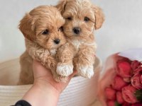 Üst Kalite Maltipoo Bebekler Evine Gitmeye Hazır 