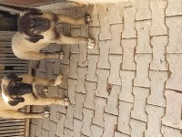 Karabaş Kurtboğan Irkı Köpeğimiz