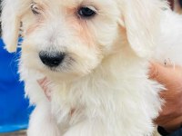 Sevimli Maltese Yavrularımız