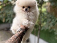Villamızdan Teddy Bear Pomeranian Boo Yavrularımız
