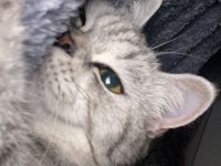British shorthair Acil yuva arıyoruz