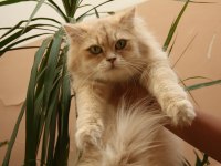 Şecereli british longhair kızımız yeni yuvasını bekliyor