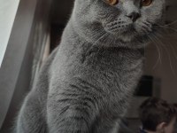 Sakin British shorthair kedimiz çocuk alerjisi kaynaklı