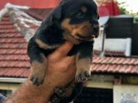 Orijinal rottweiler yavrular