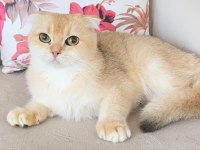 Scottish fold golden ırk garantili dişi