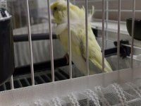 Ele Alışık Japones Erkek Ve Yavru Dişi Çek Muhabbet Kuşu