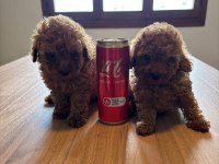Ruhsatlı Köpek Çiftliğinden Toy Poodle Yavrularımız