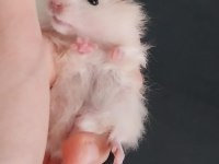 Saf Teddy Yavru Hamster (Açıklama)