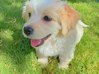 Maltese Terrier Yavru 3 Aylık