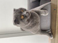 Scottish fold kızımız mia sahiplendirilecektir