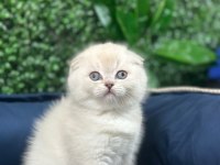 Scottish Fold Ayı Surat Yavrularımız