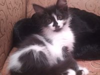 YALNIZ KALAN SMOKİN KIZ KEDİMİZ YUVA ARIYOR
