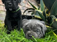 %100 orjinal cane corso yavrular kredi kartı geçerlidir