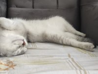 En iyi dost scottish fold