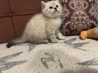 TÜRÜNÜN TEK ÖRNEGİ ORJINAL SAFKAN BRİTİSH YAVRULAR