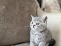 Silver British Shorthair Disi