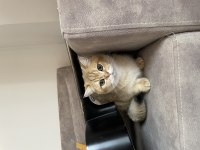 11 aylık british shorthair gold
