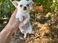 Yavru chihuahua yeni yuvasını bekliyor