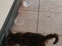 3.5 Aylık Dişi Yavru Kedimiz