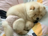 Ayı surat chow chow yavrular hazır