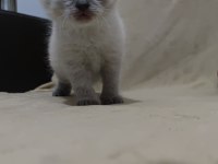 British shorthair karne hediyesi kediler