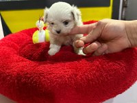 Mini boy maltese yavrumuz