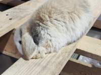 Hollanda mini lop cüce tavşan