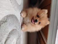 Pomeranian yavrular mavi gözlü nadir köpekler