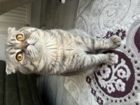 8 aylık erkek Scottish Fold kedisi