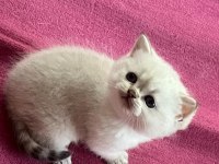 Masmavi Orijinal British Shorthair Bebekler