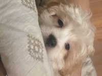 Kızımıza yeni yuva arıyoruz maltese terrier