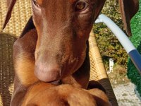 Kızıl asil doberman kardeş yavru 2