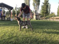 4.5 aylık Dev Erkek Presa Canario Yavru