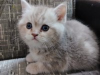Tatlımı Tatlı Top Kafa British Shorthair