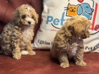 Ruhsatlı Çiftlikde Ziyarete Açık Maltipoo Yavrular