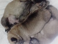 Rezerveye açık pug yavruları
