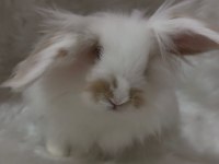 hollanda lop tavşanı erkek acil sahiplendirme